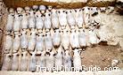 Rows of pottery animal figures uncovered from the burial pit of Mausoleum of Western Han Emperor Liu Qi. 0009472